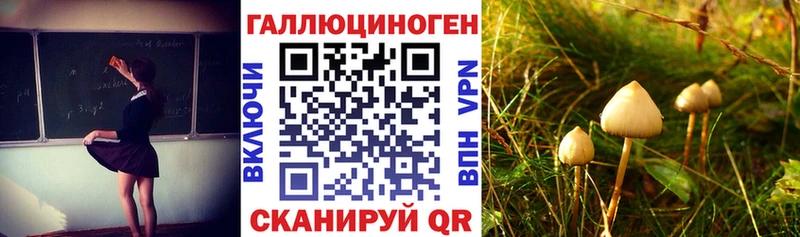 где можно купить наркотик  Кирсанов  Псилоцибиновые грибы GOLDEN TEACHER 